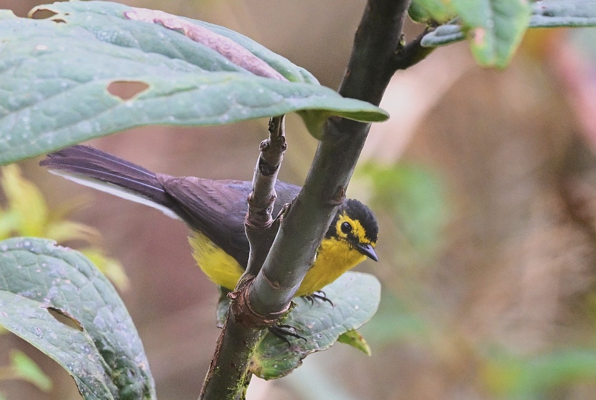 Spectacled Redstart - ML645463049