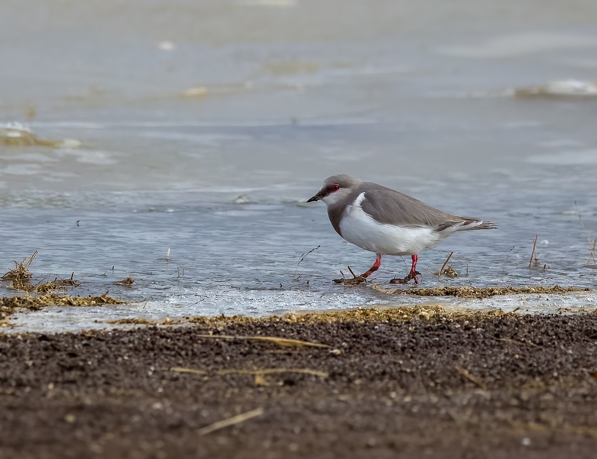 Магелланова ржанка - ML645463058