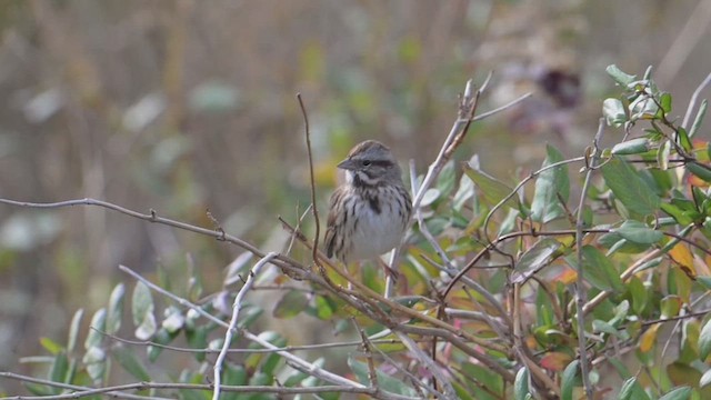 Пасовка співоча - ML645463060