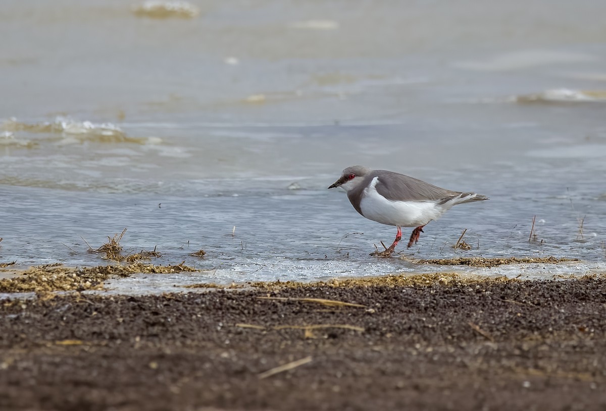 Магелланова ржанка - ML645463063