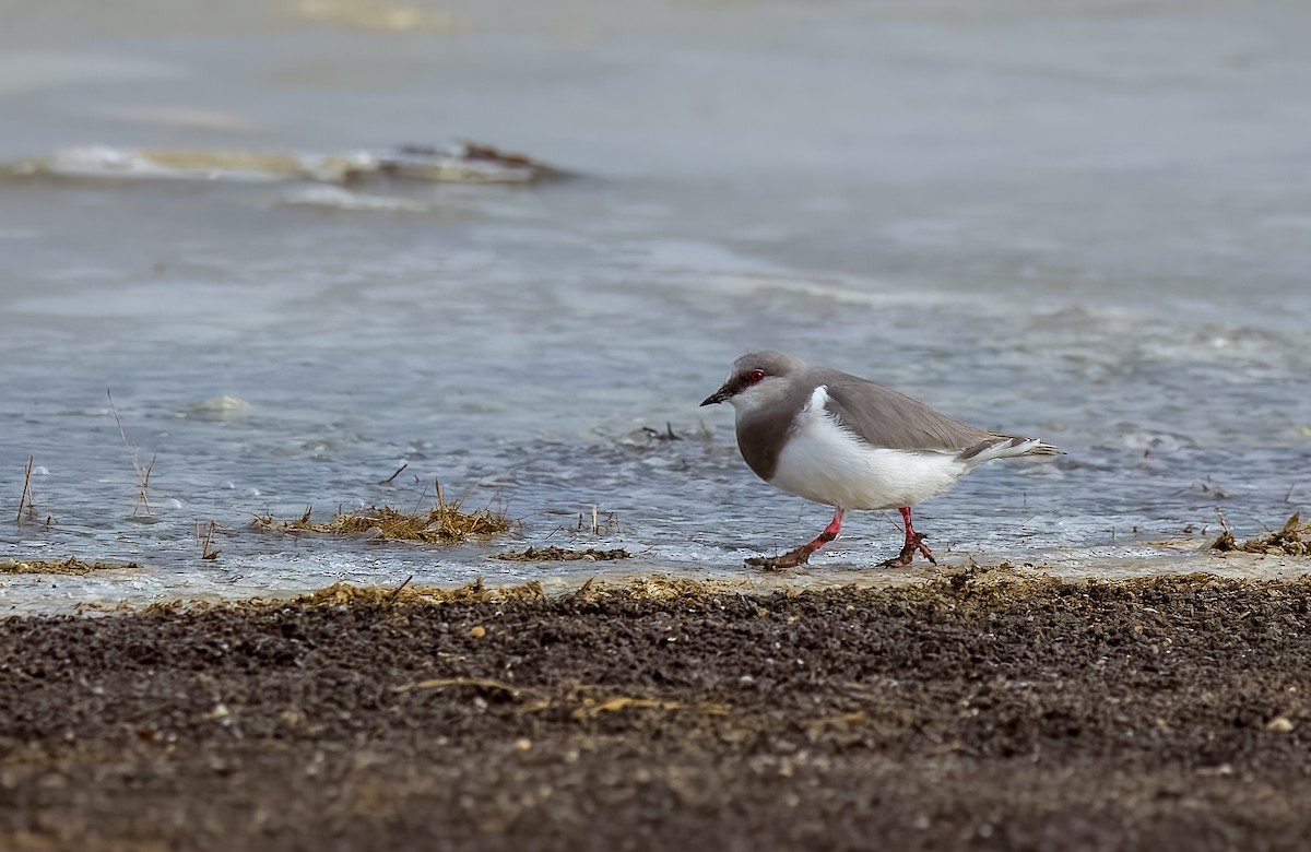 Магелланова ржанка - ML645463064