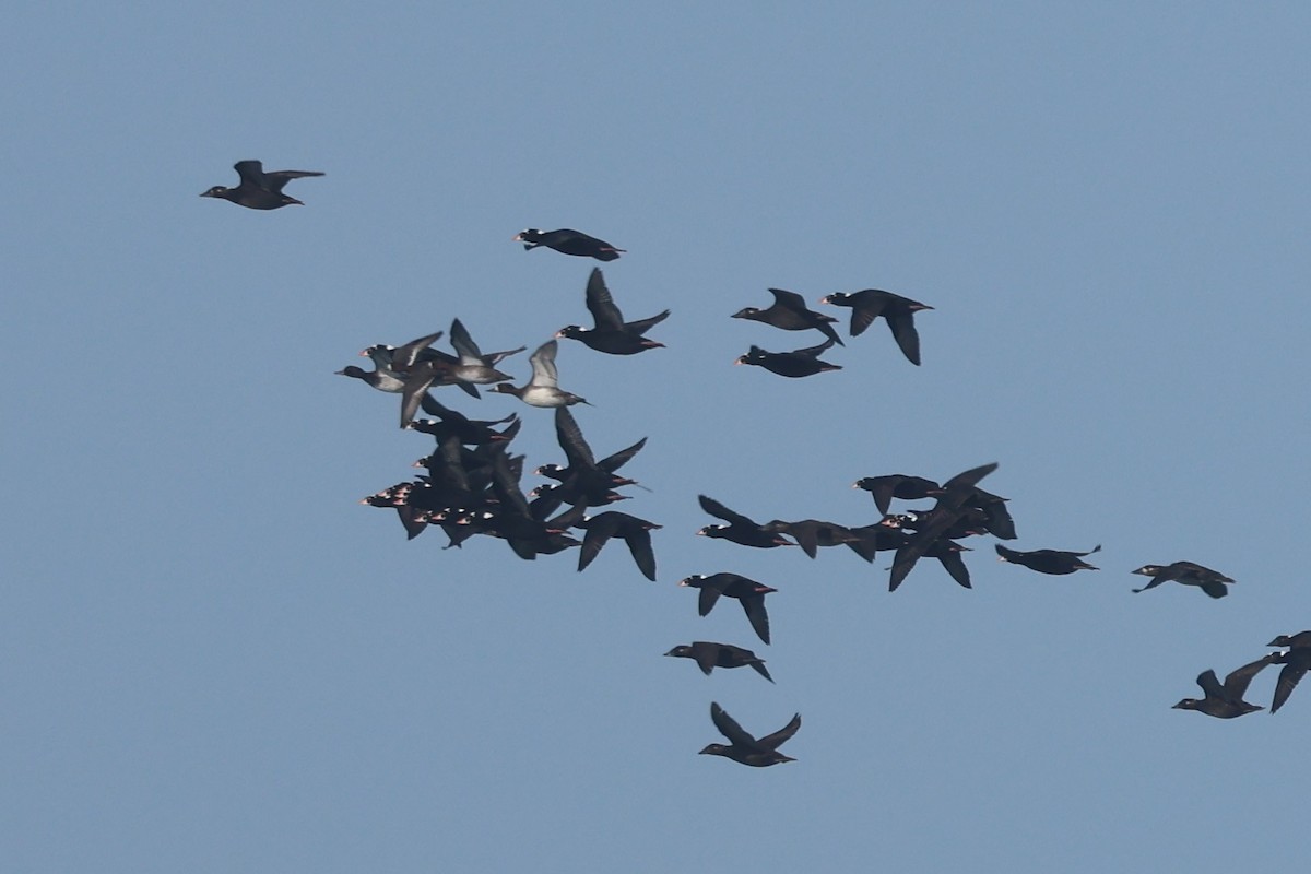 Lesser Scaup - ML645463066