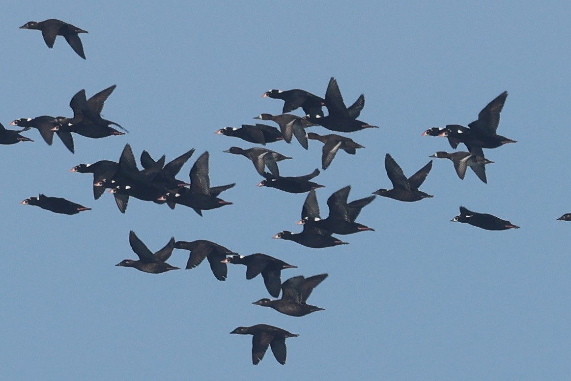 Lesser Scaup - ML645463067
