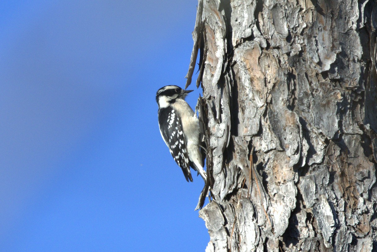 Downy Woodpecker - ML645463071