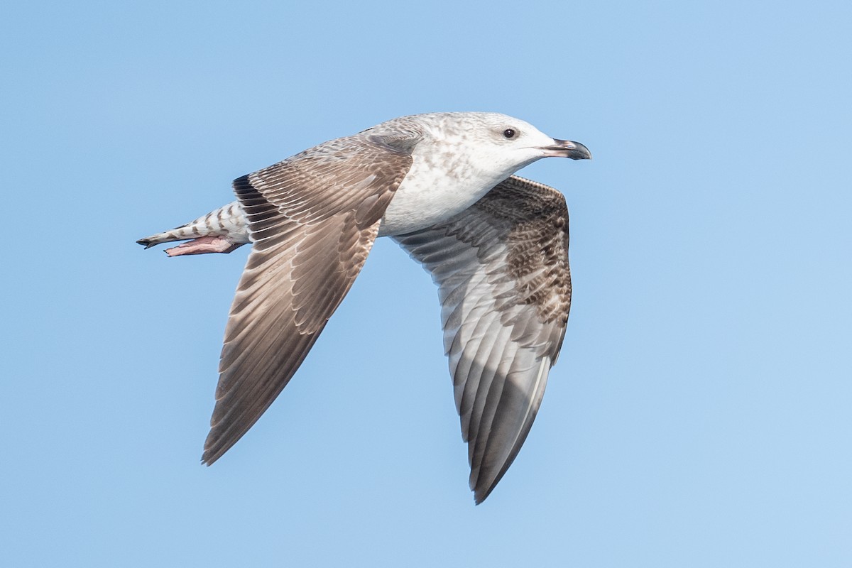 Yellow-legged Gull - ML645463079