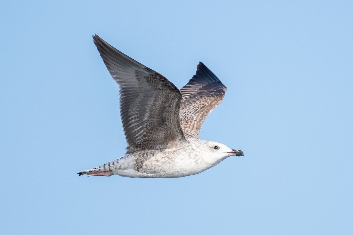 Yellow-legged Gull - ML645463080