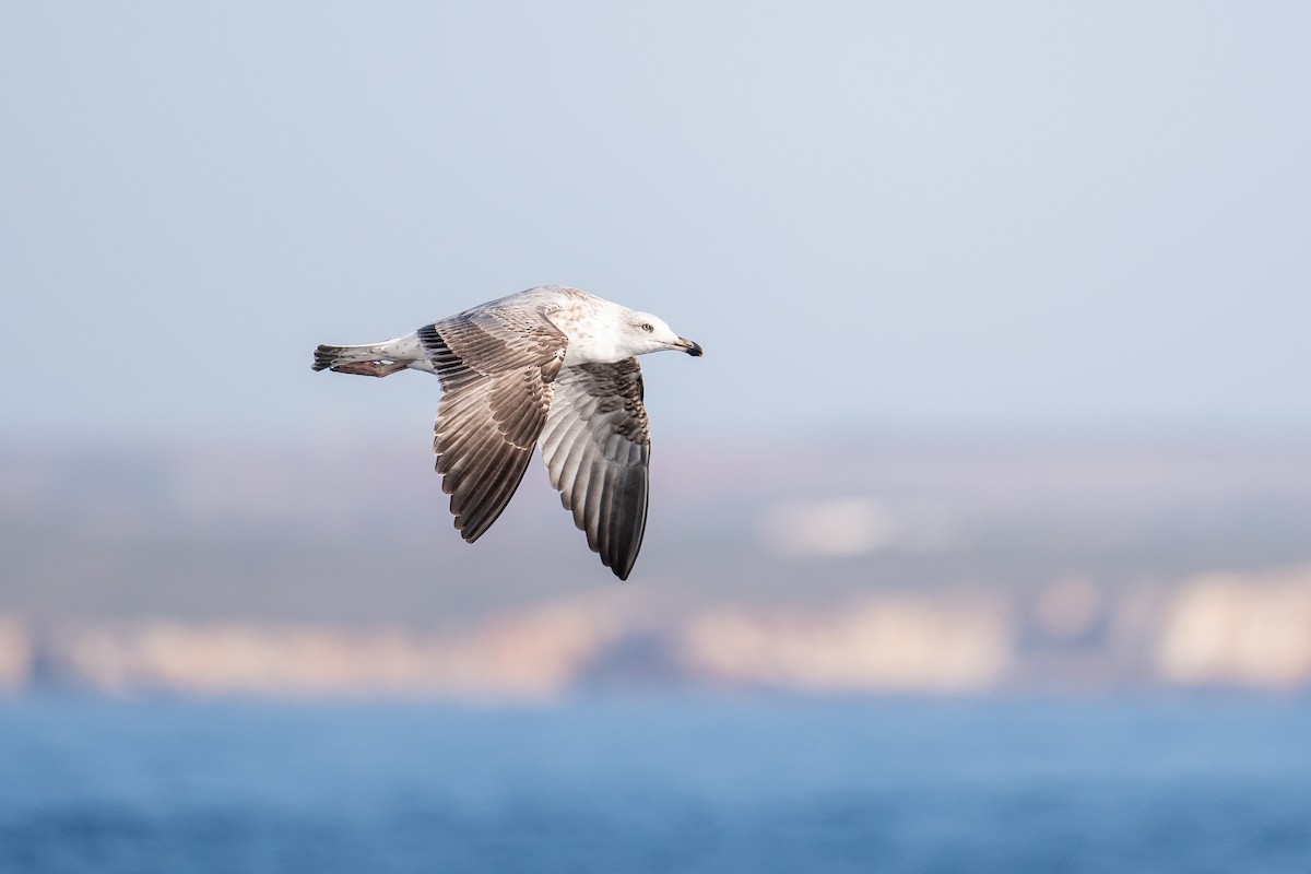 Yellow-legged Gull - ML645463081