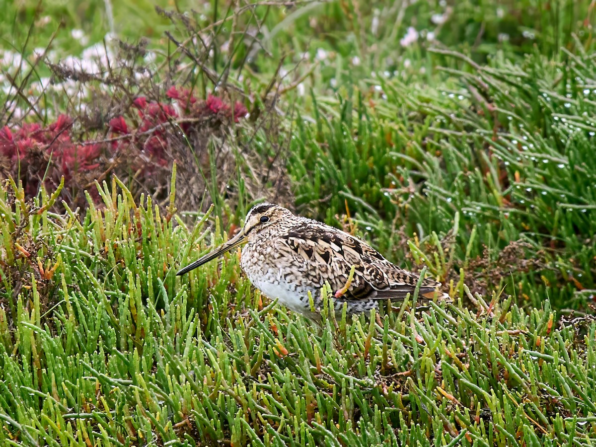 Latham's Snipe - ML645463094