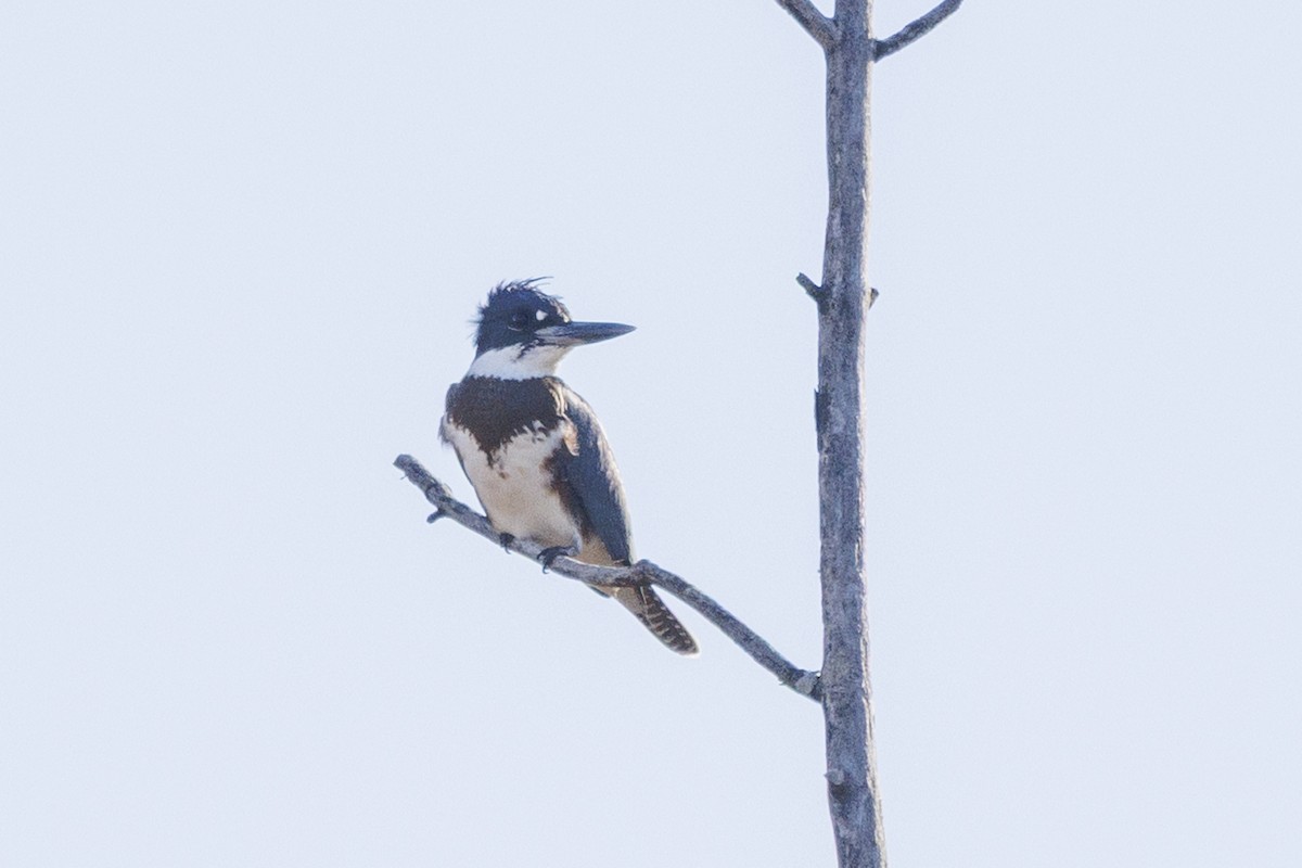 שלדג אמריקני - ML645463100