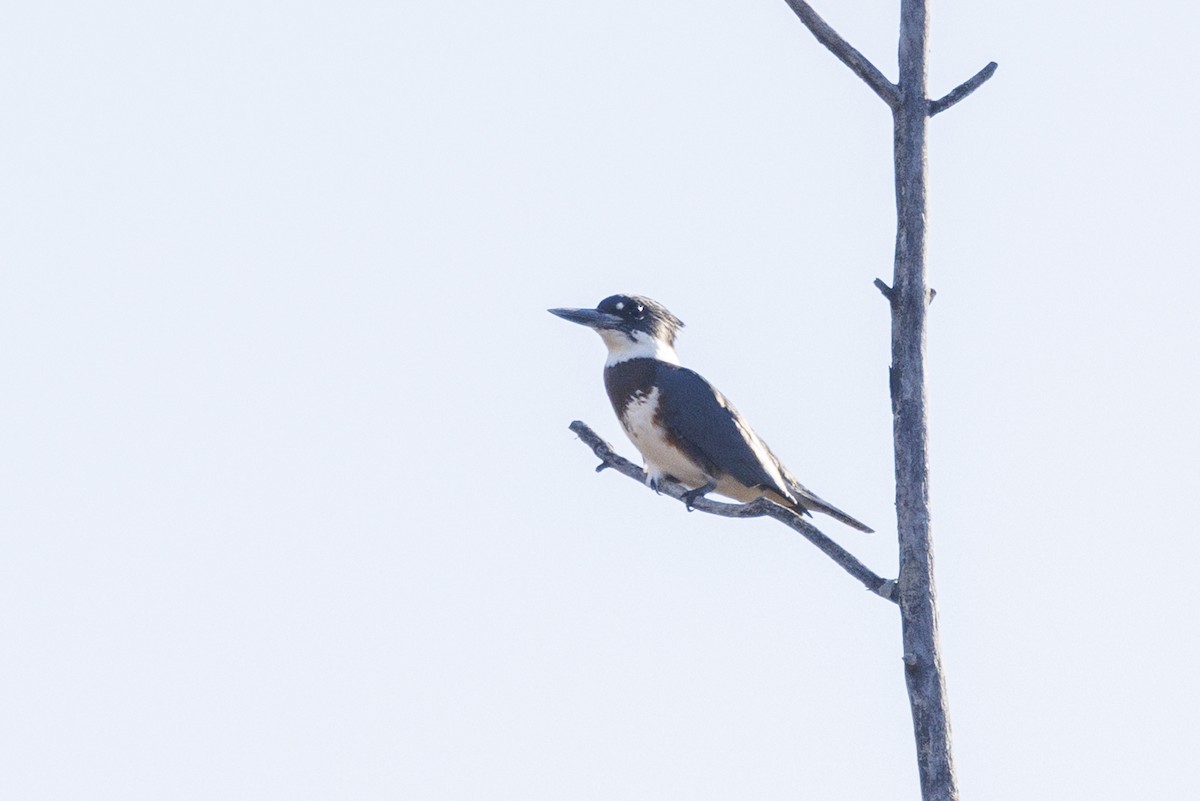 שלדג אמריקני - ML645463103