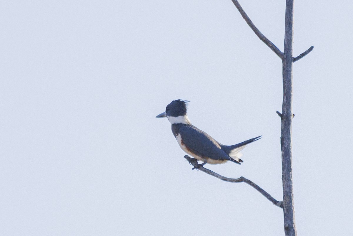 שלדג אמריקני - ML645463110