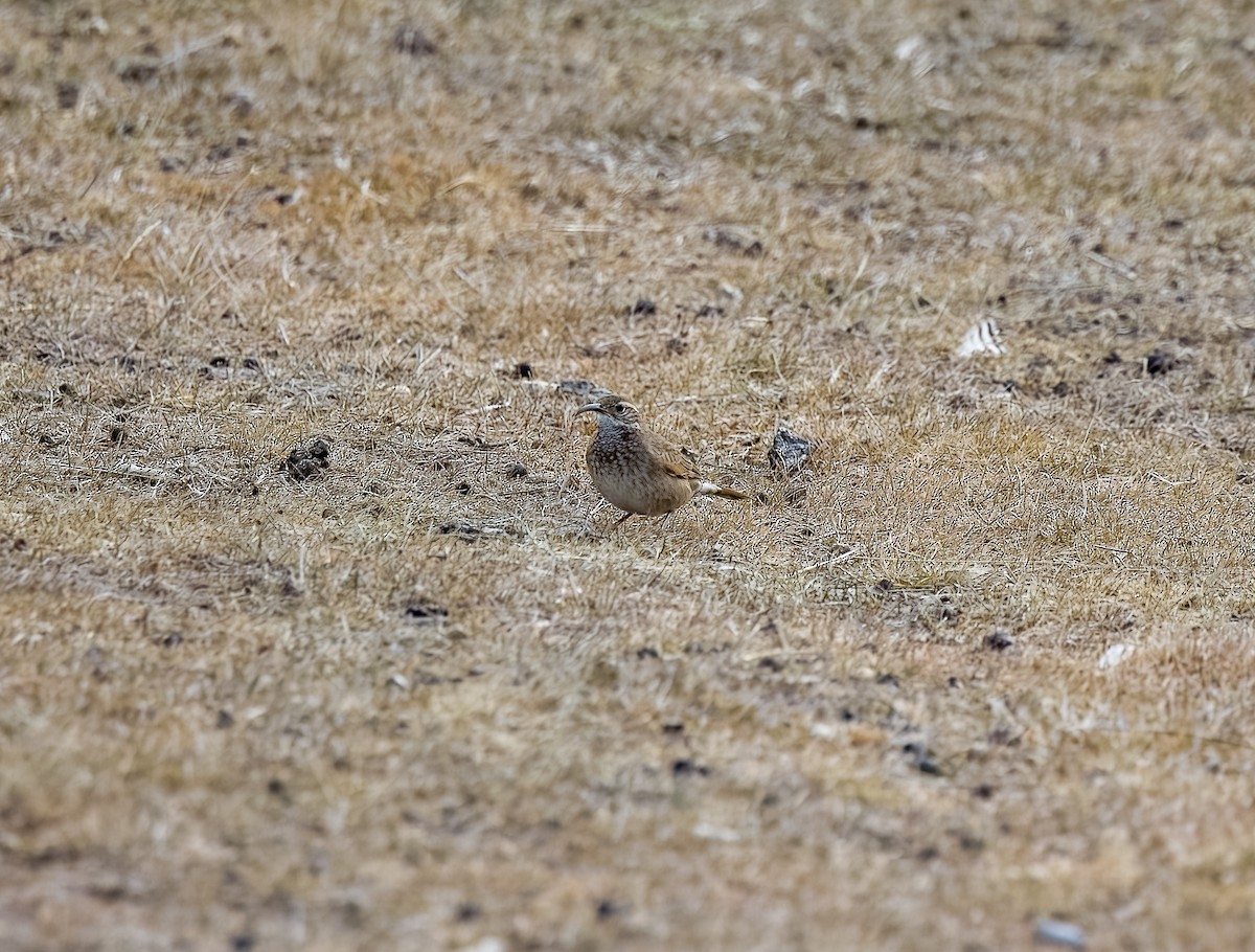 Scale-throated Earthcreeper - ML645463125