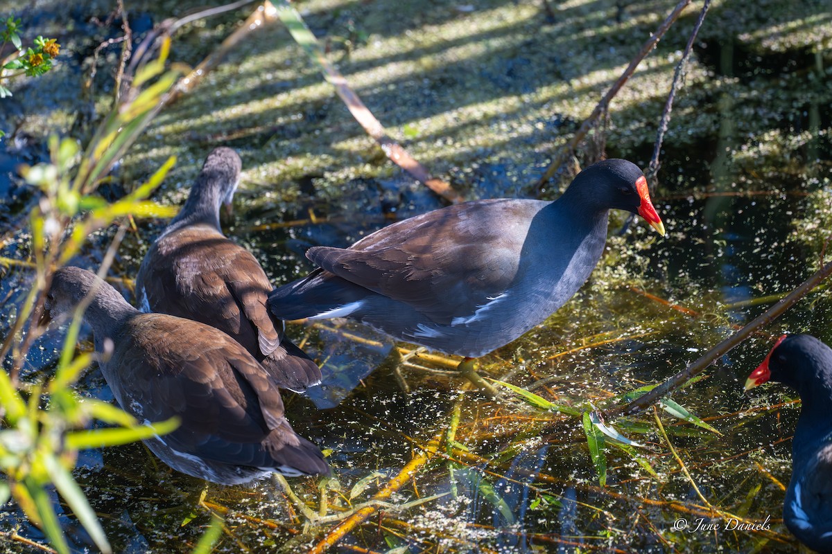 Amerika Sutavuğu - ML645463126