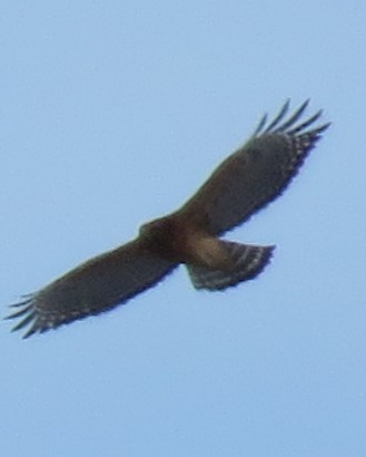 Red-shouldered Hawk - ML645463145