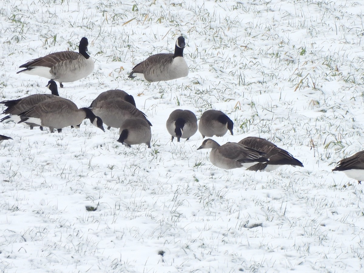 Domestic goose sp. x Canada Goose (hybrid) - ML645463163