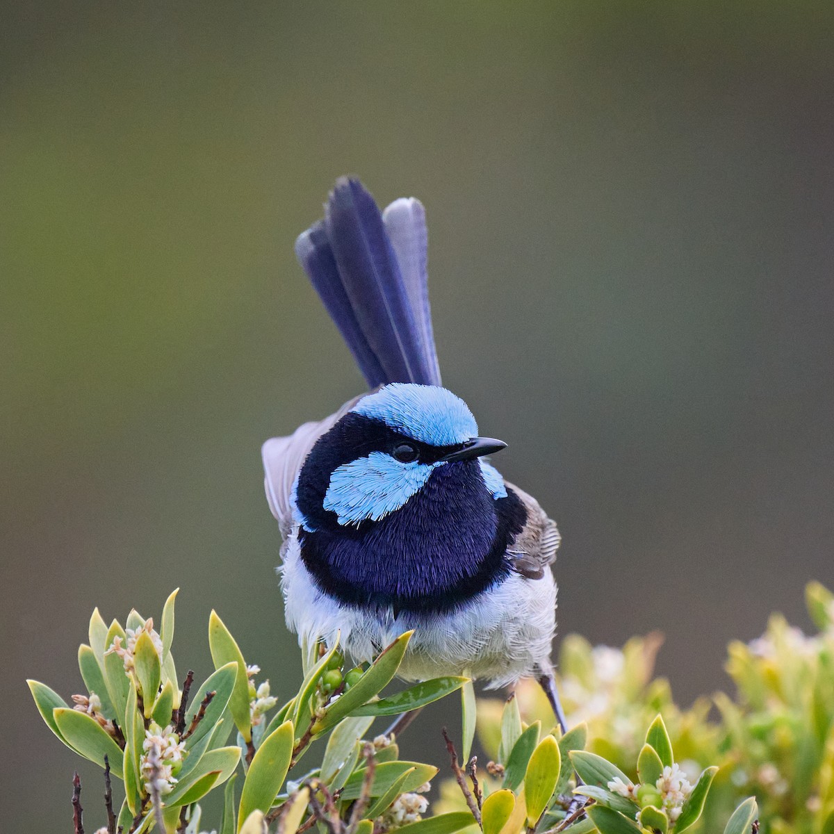 Superb Fairywren - ML645463164
