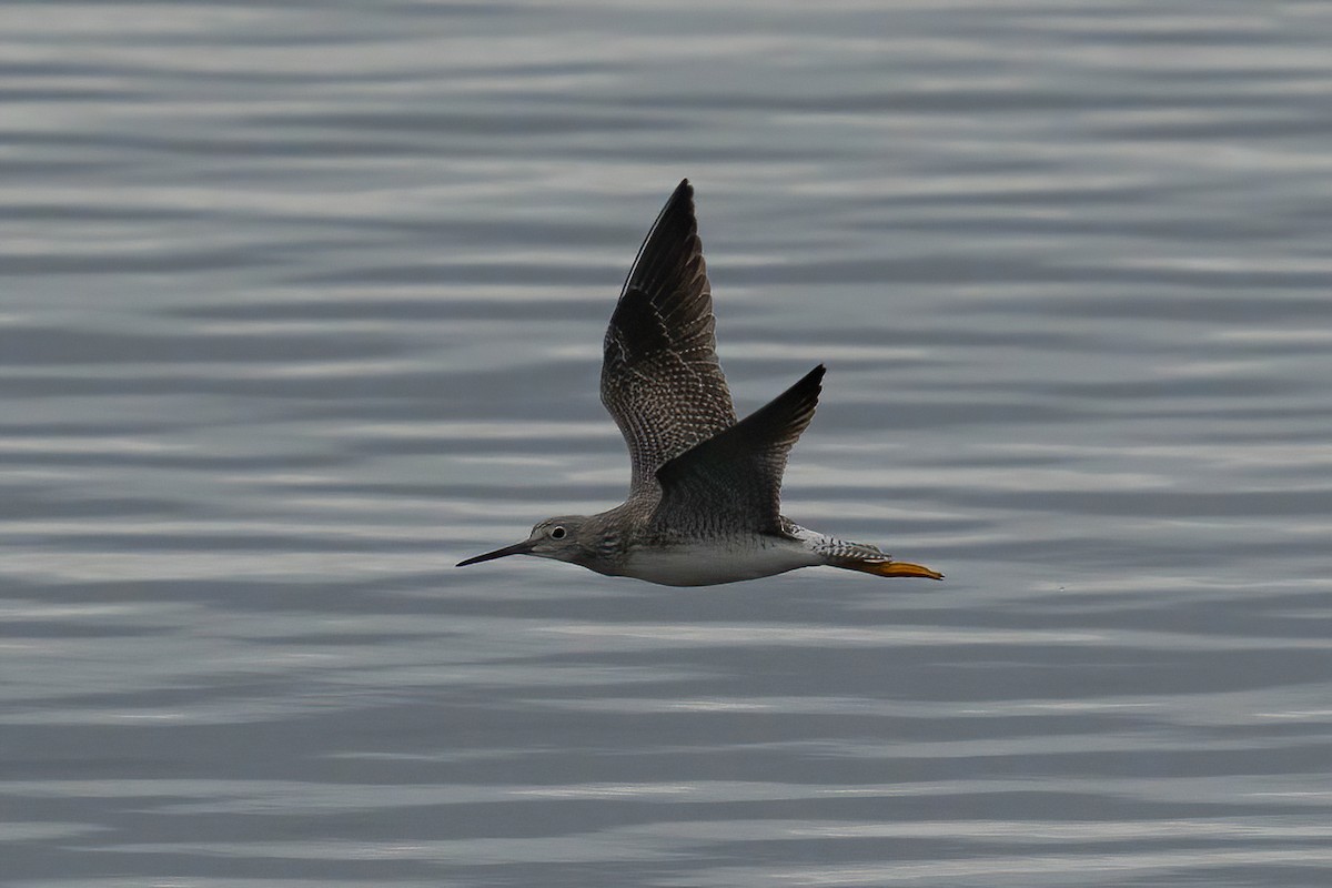 Greater Yellowlegs - ML645463170