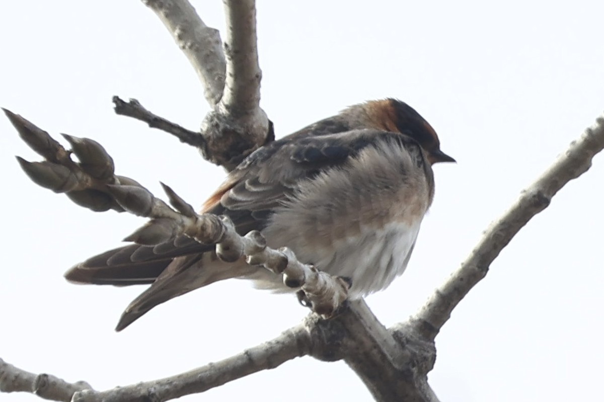 vlaštovka jeskynní - ML645463171