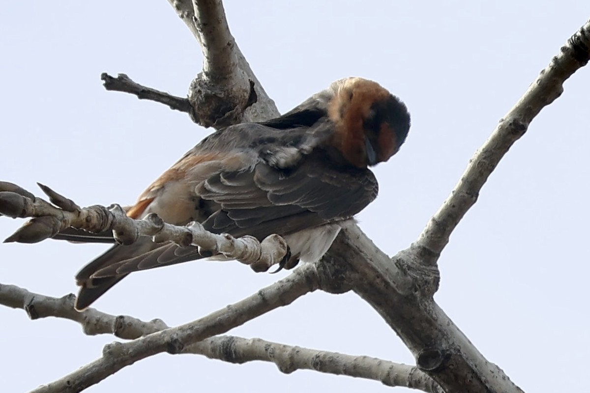 vlaštovka jeskynní - ML645463172