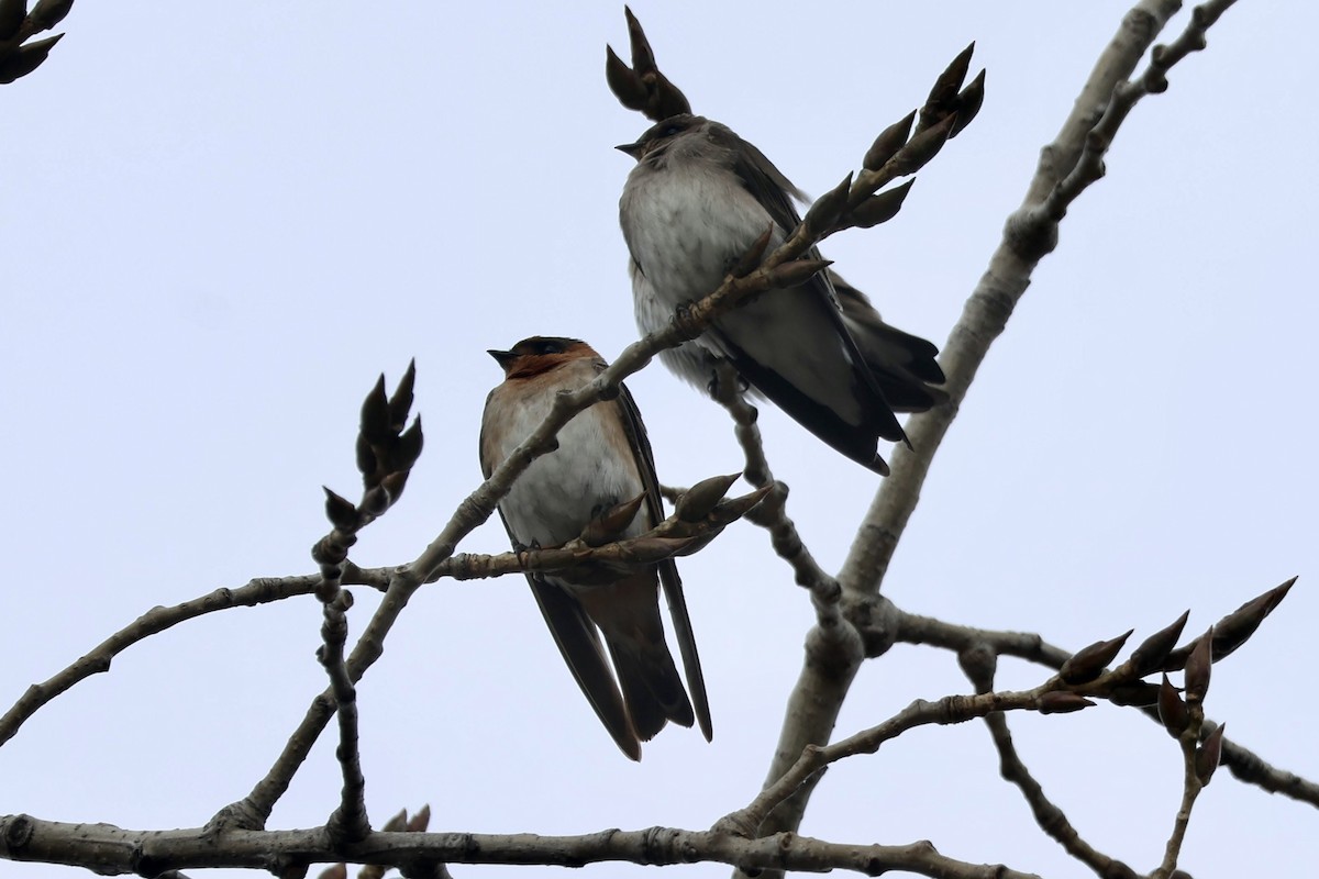 vlaštovka jeskynní - ML645463173