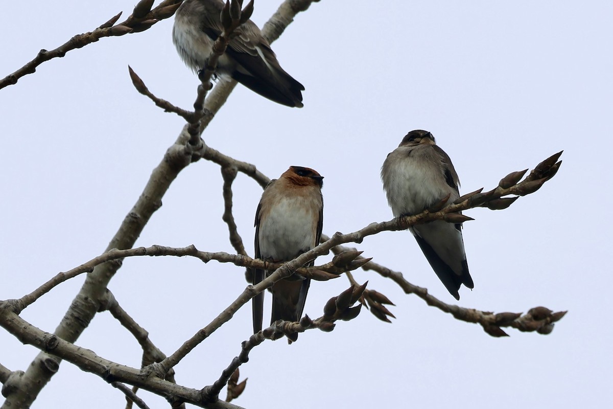 vlaštovka jeskynní - ML645463174