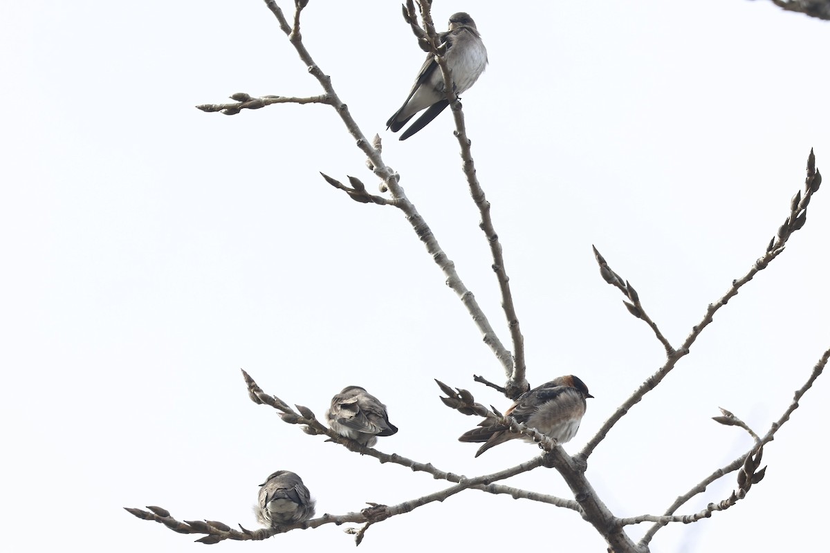 vlaštovka jeskynní - ML645463175