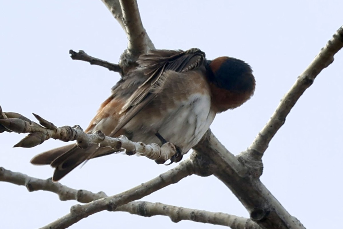 vlaštovka jeskynní - ML645463176