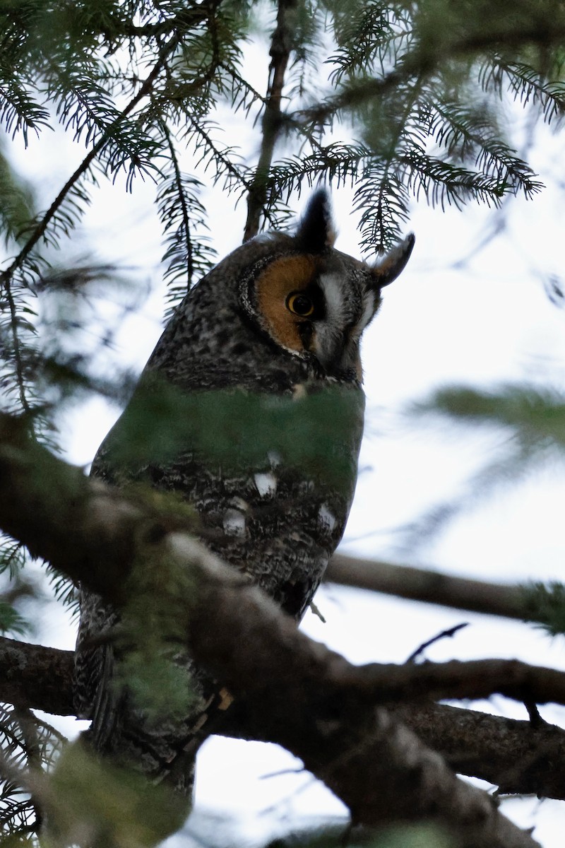 Long-eared Owl - ML645463178