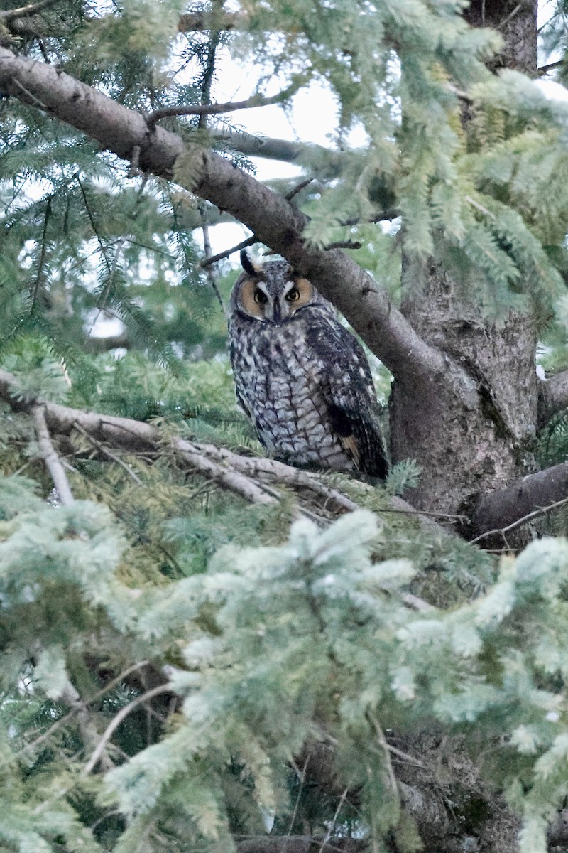 Long-eared Owl - ML645463179