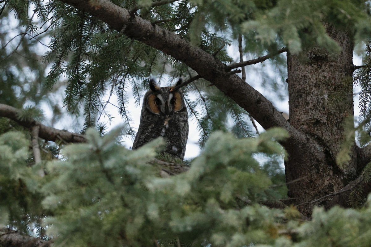 Long-eared Owl - ML645463183
