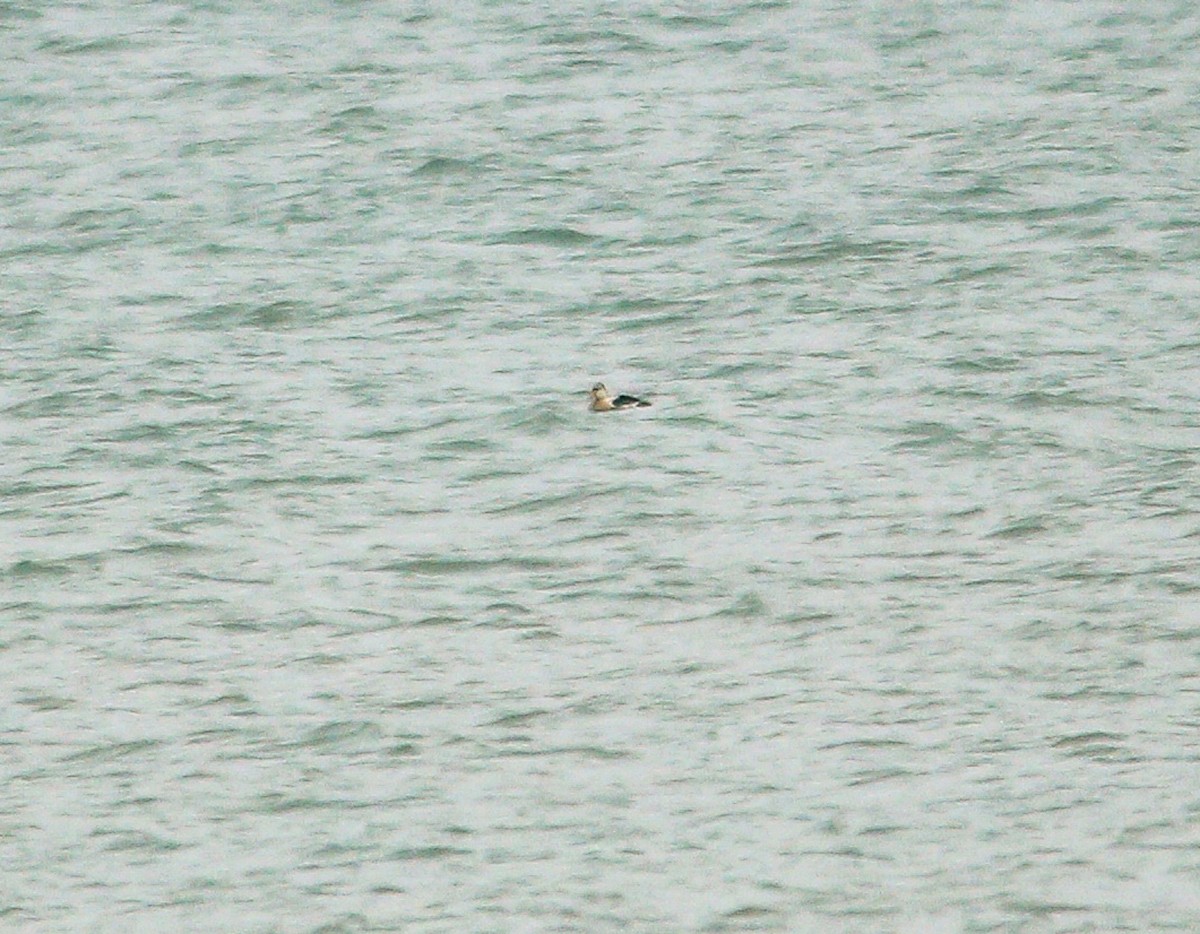 King Eider - ML645463184