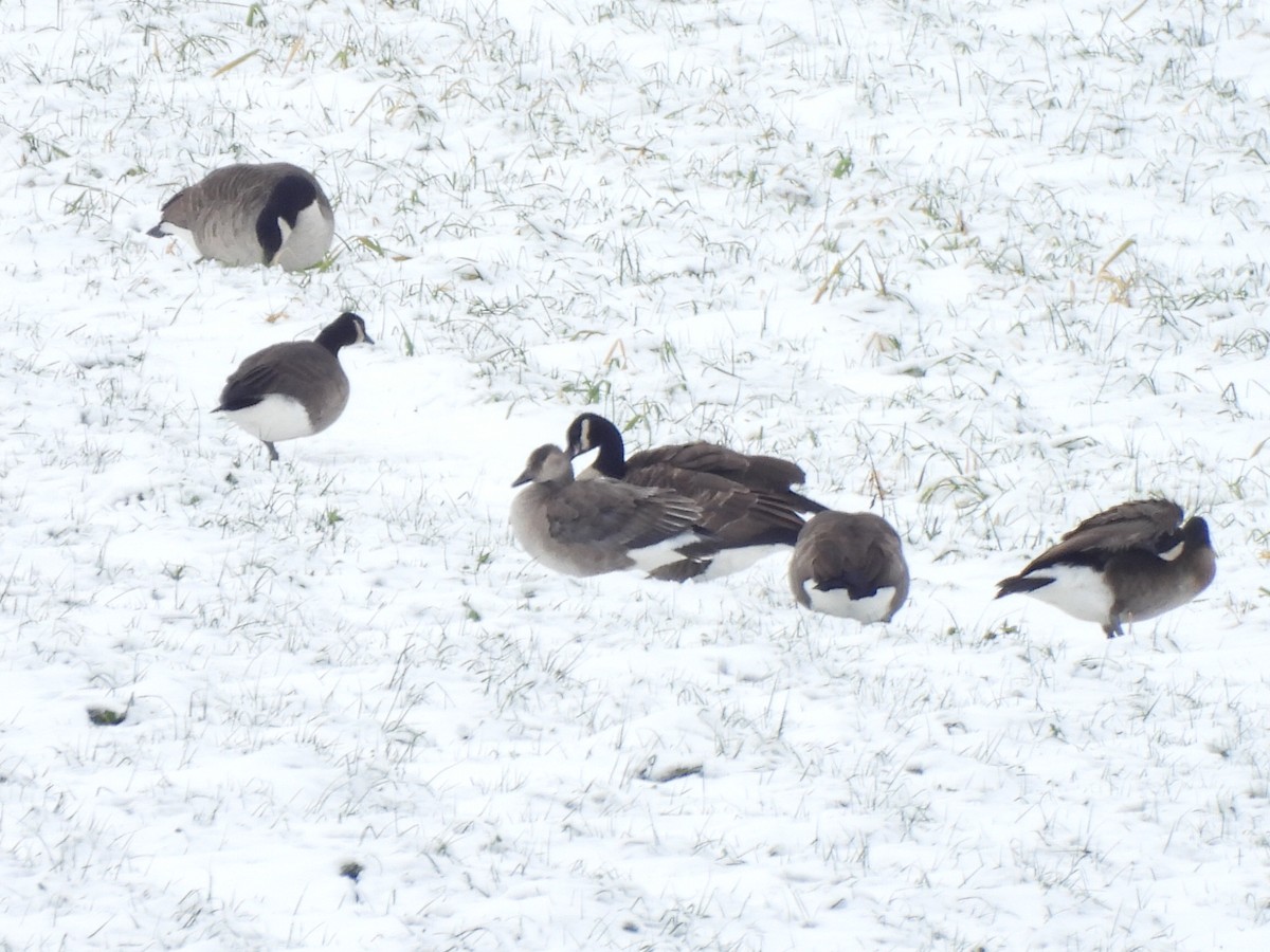 Domestic goose sp. x Canada Goose (hybrid) - ML645463185