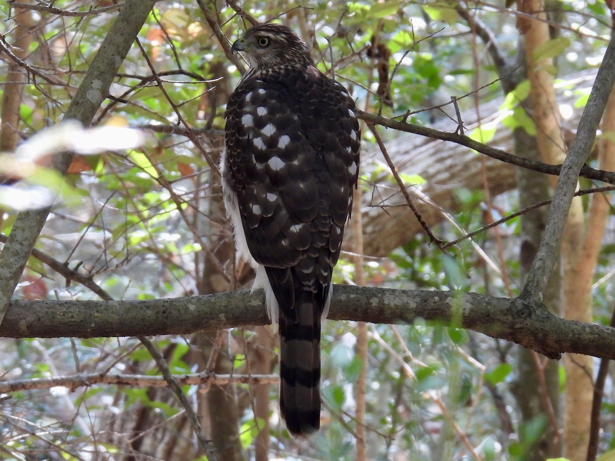 Cooper's Hawk - ML645463186