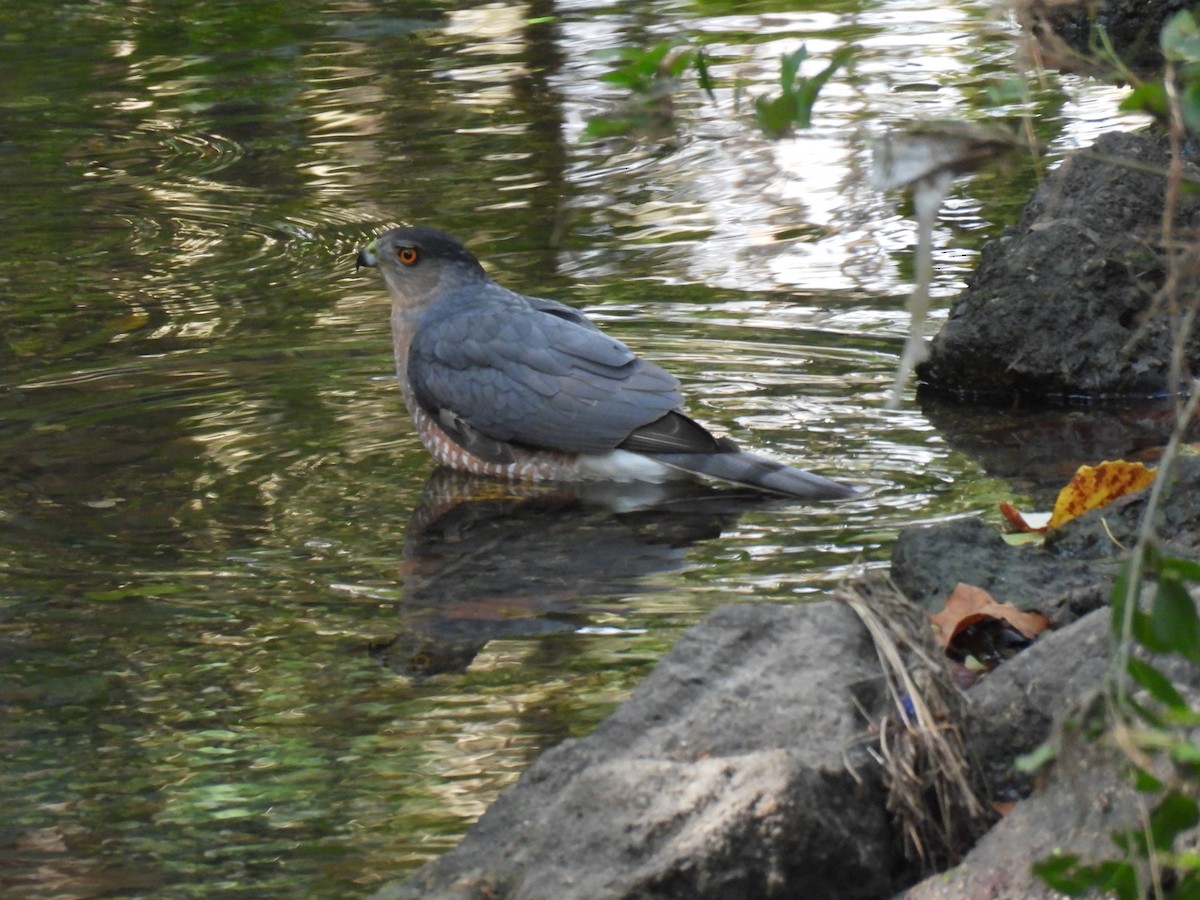 Cooper's Hawk - ML645463187