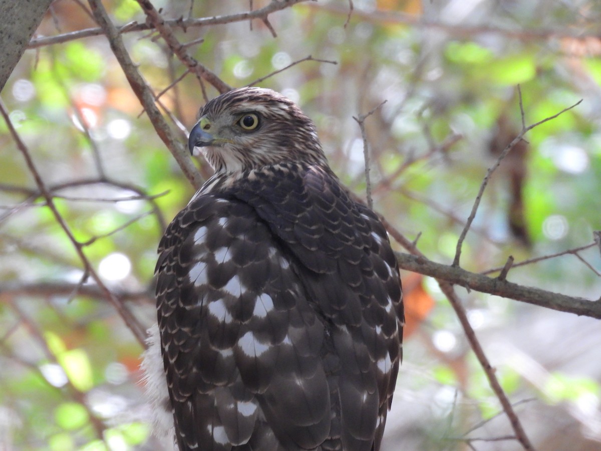 Cooper's Hawk - ML645463188