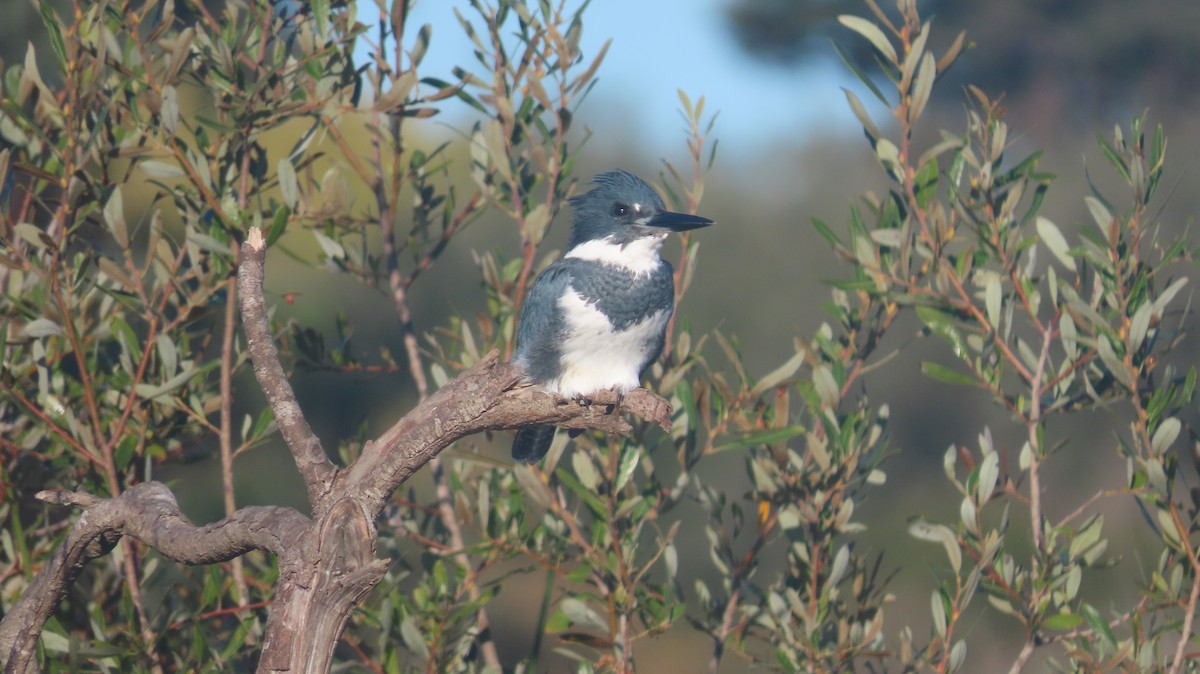 שלדג אמריקני - ML645463196