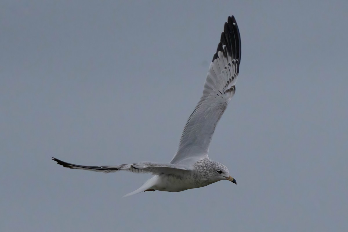 Ring-billed Gull - ML645463203