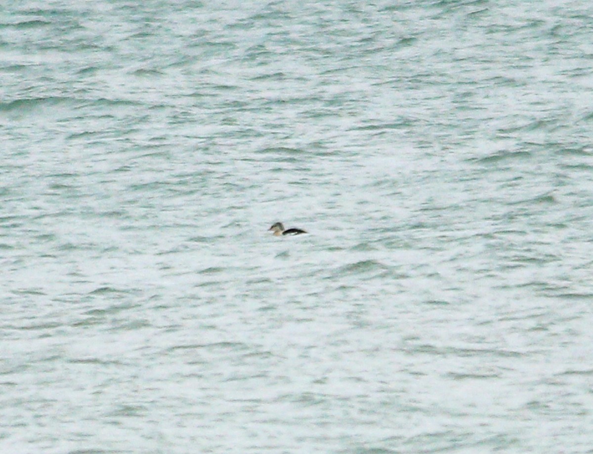 King Eider - ML645463204