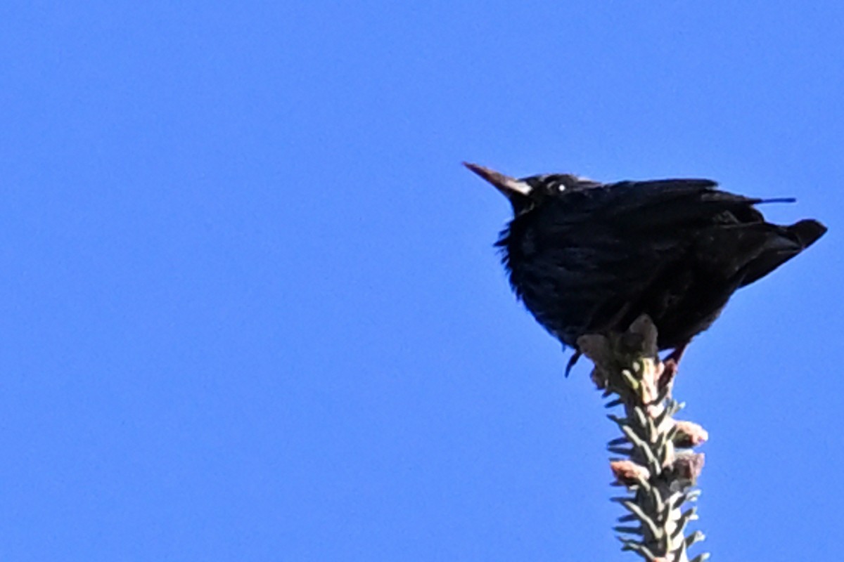 Arabazozo beltza - ML645463208