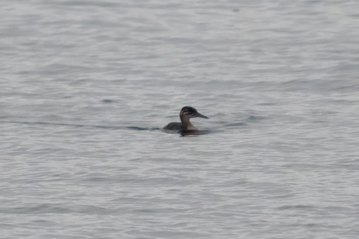 Grèbe jougris - ML645463210