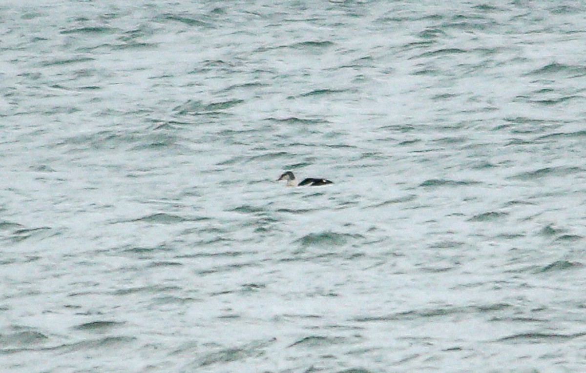 King Eider - ML645463216