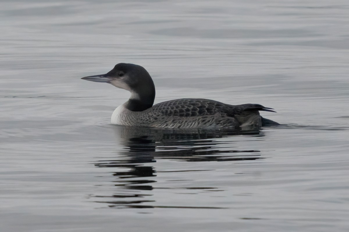 Common Loon - ML645463217