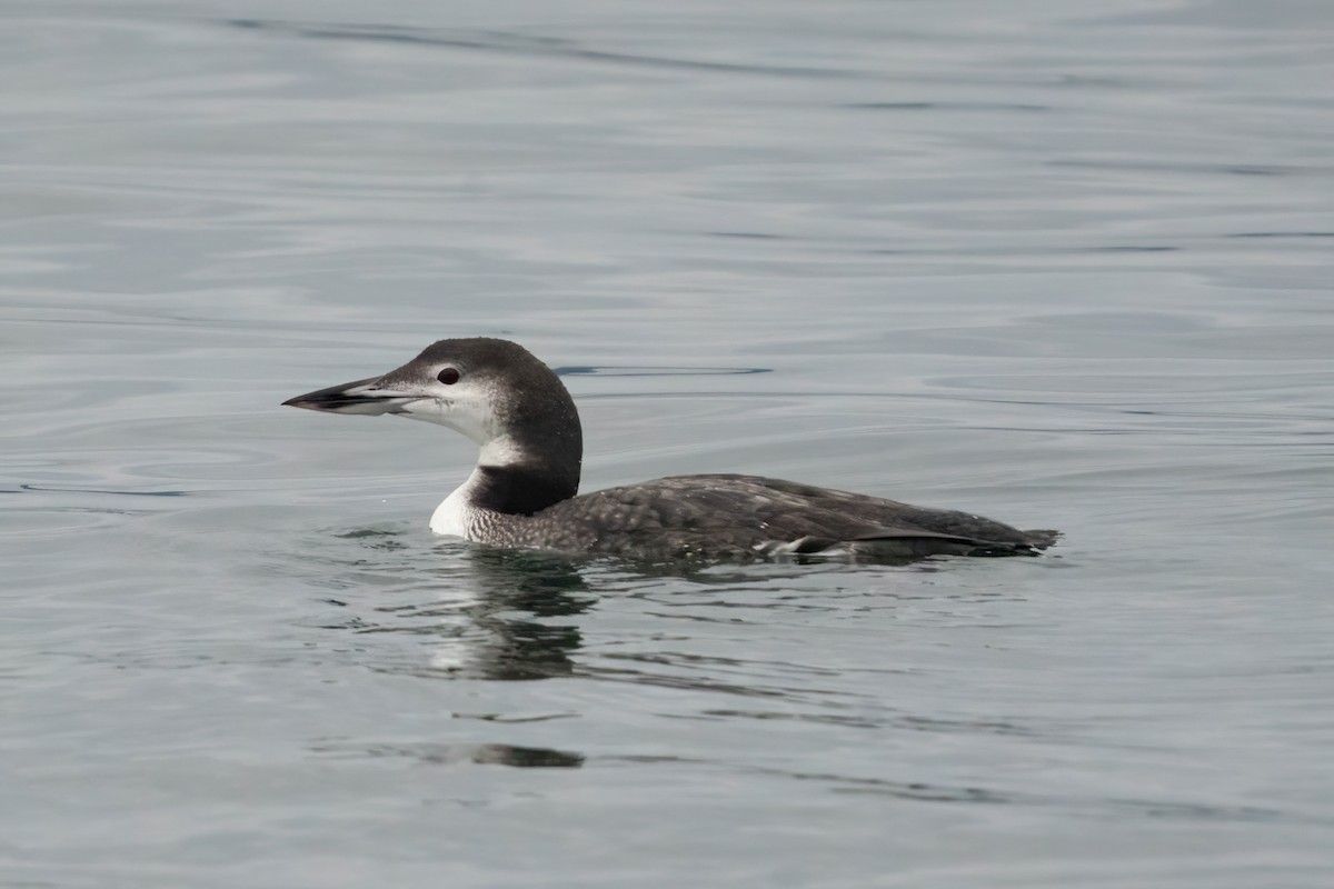 Common Loon - ML645463218