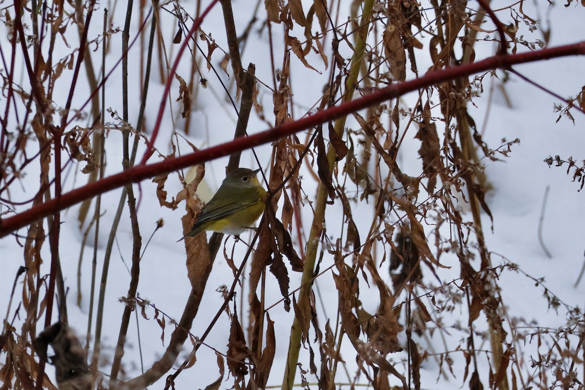 Nashville Warbler - ML645463220