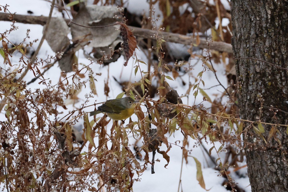 Nashville Warbler - ML645463221