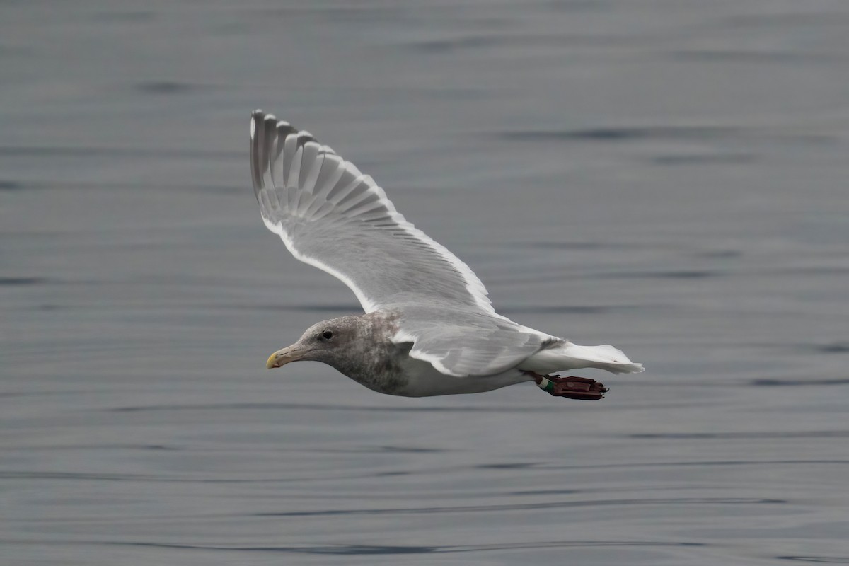 Glaucous-winged Gull - ML645463228