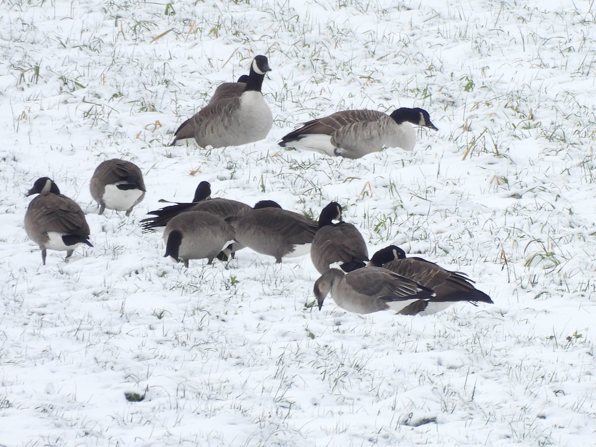 Domestic goose sp. x Canada Goose (hybrid) - ML645463233