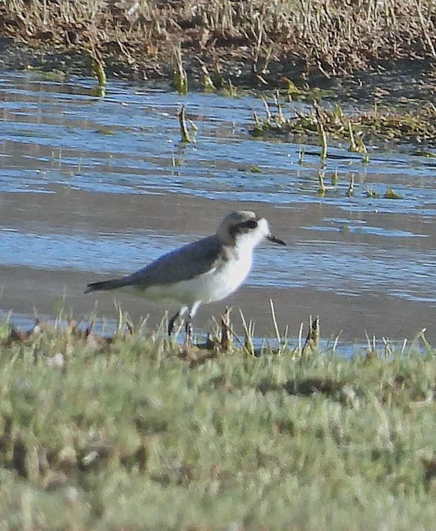 Pluvier de la puna - ML645463240