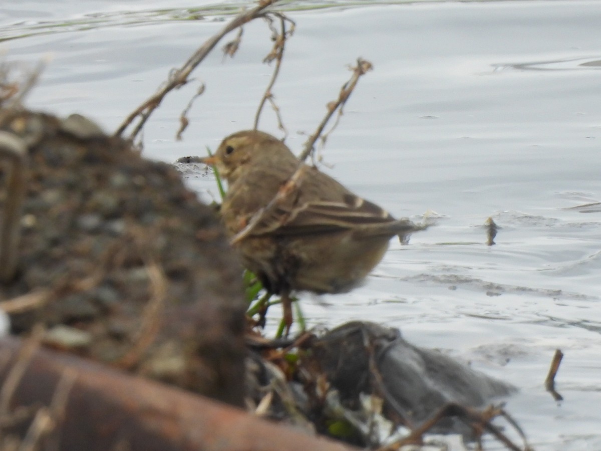 American Pipit - ML645463246