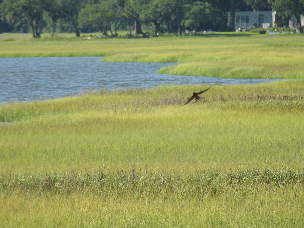 Ластівка сільська - ML645463249